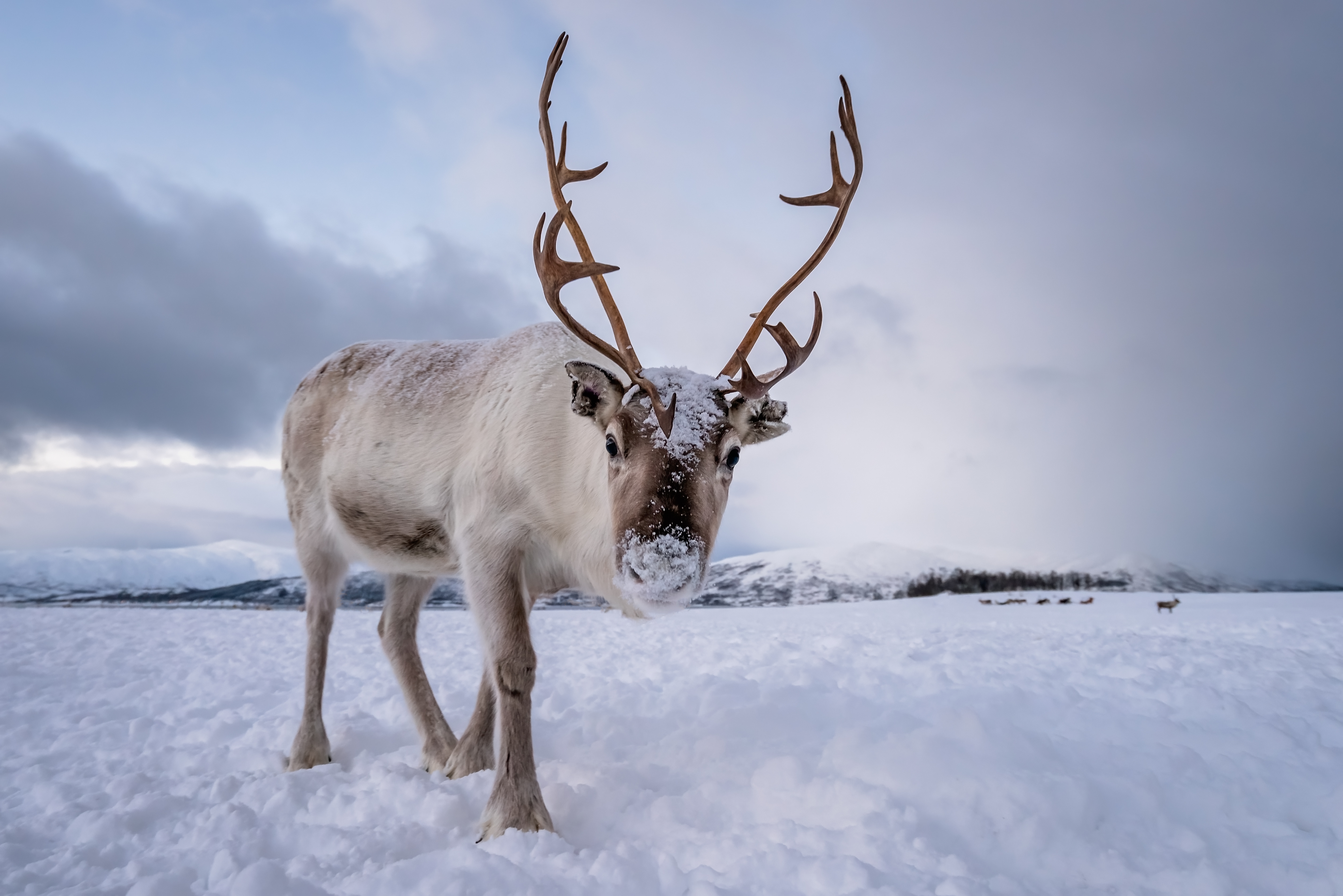Wildlife