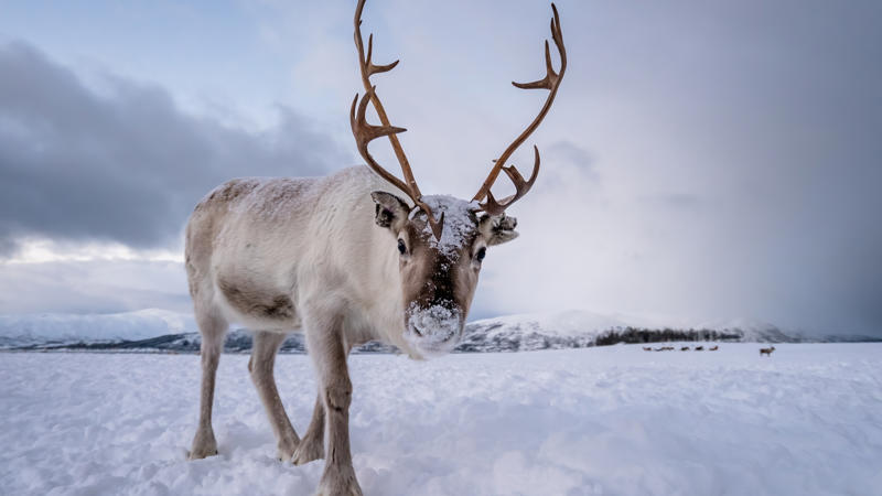 Wildlife