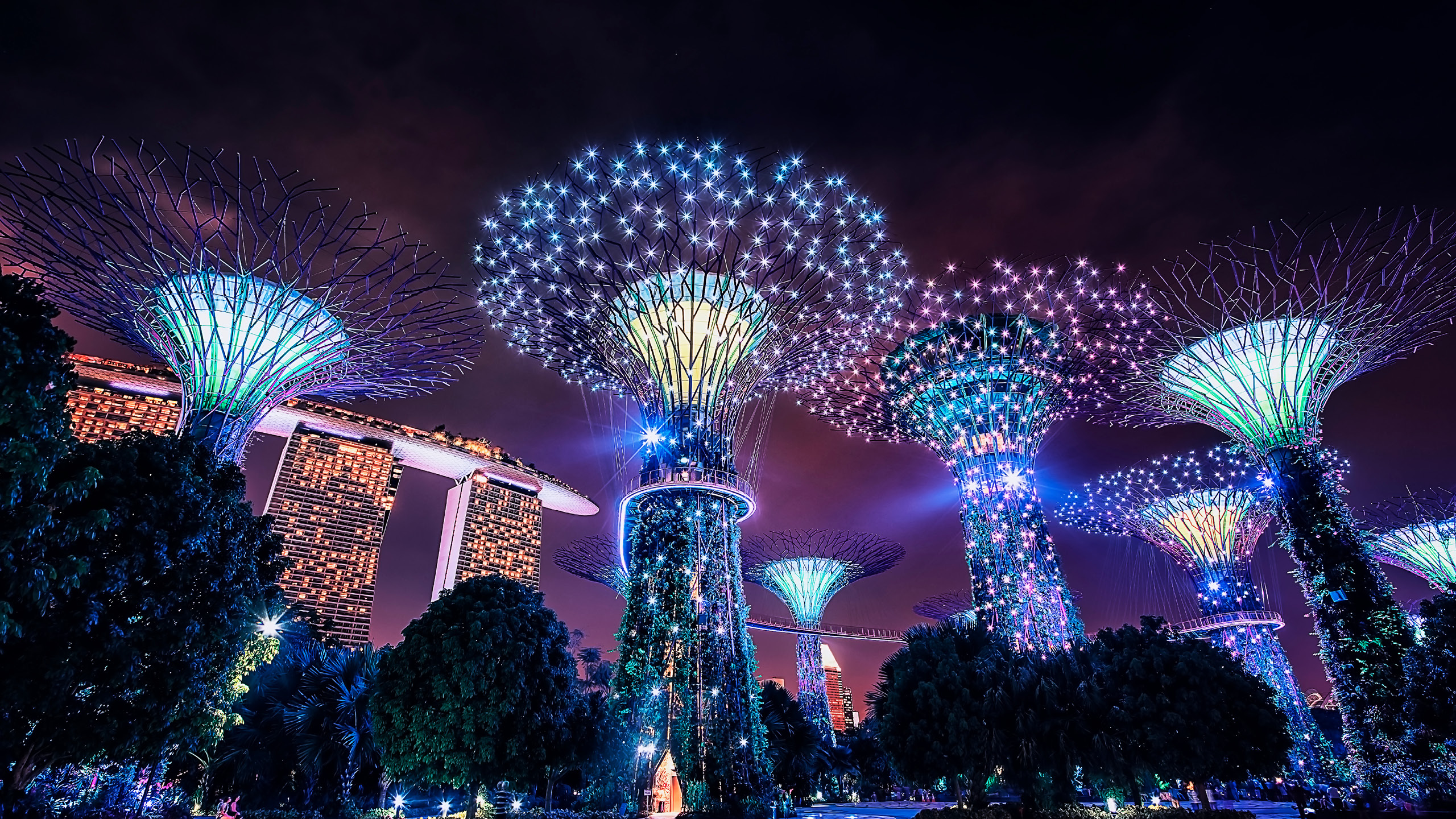 Un grupo de árboles con luces