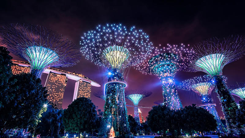 Un grupo de árboles con luces