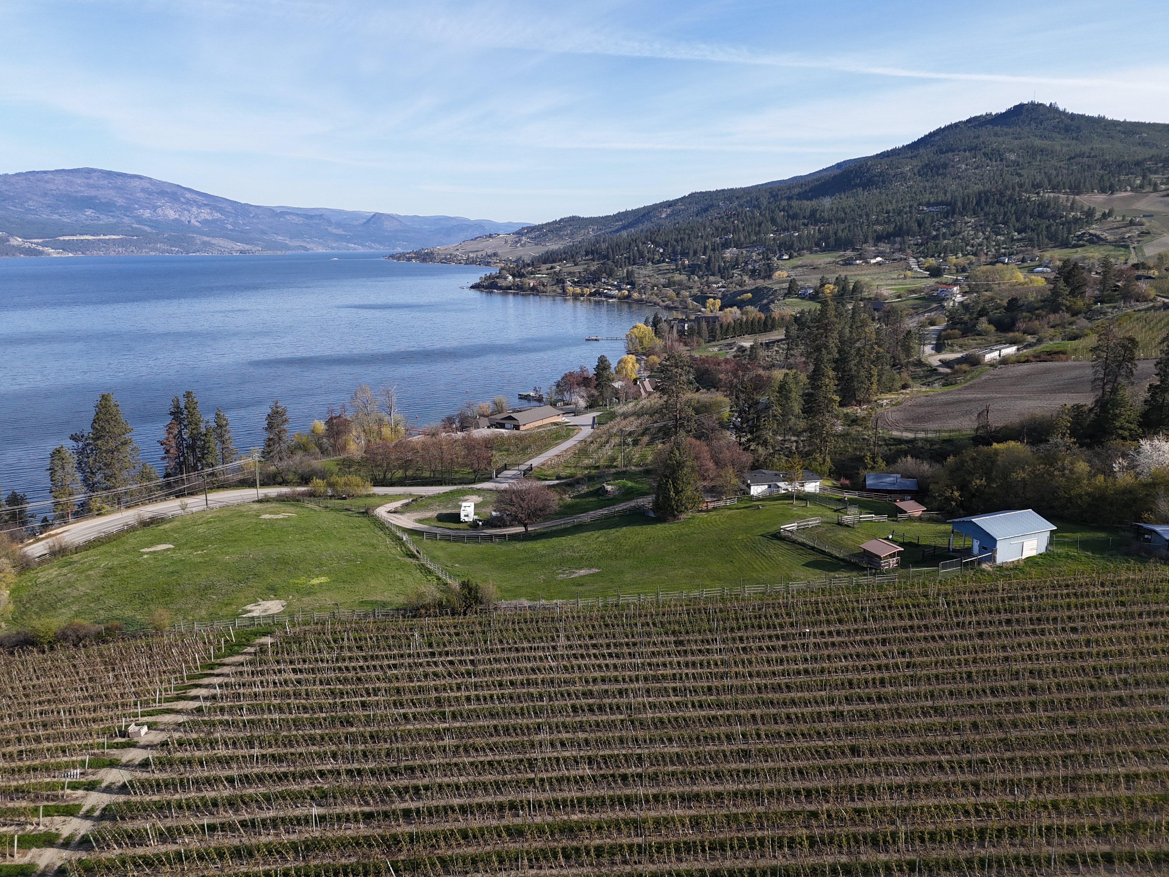 a vineyard near a lake