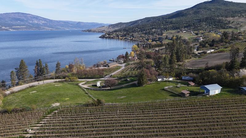 a vineyard near a lake