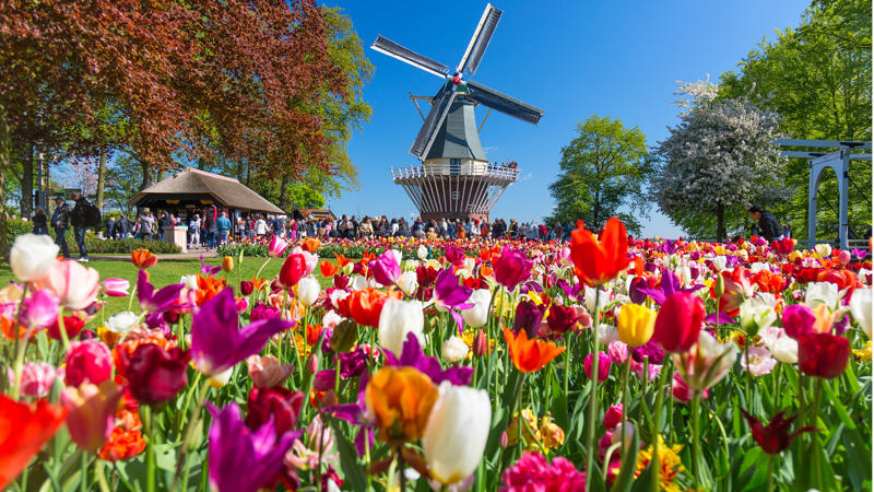 un champ de fleurs colorées avec un moulin à vent en arrière-plan